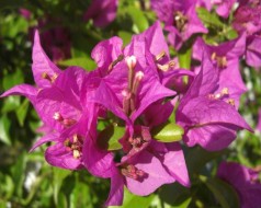 Bougainvilla