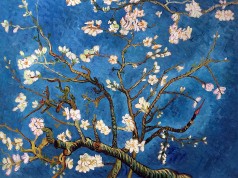 Branches of an Almond Tree in Blossom