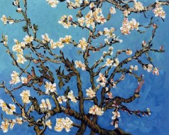 Branches of an Almond Tree in Blossom