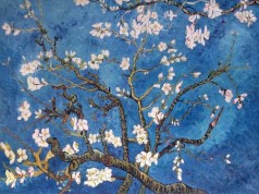 Branches of an Almond Tree in Blossom