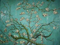 Branches of an Almond Tree in Blossom (Affordable Line)