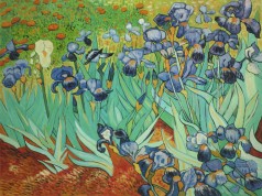 Irises