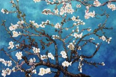 Branches Of An Almond Tree In Blossom