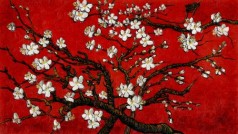 Branches Of An Almond Tree In Blossom (custom)